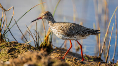 Беларусь создаст тысячи новых