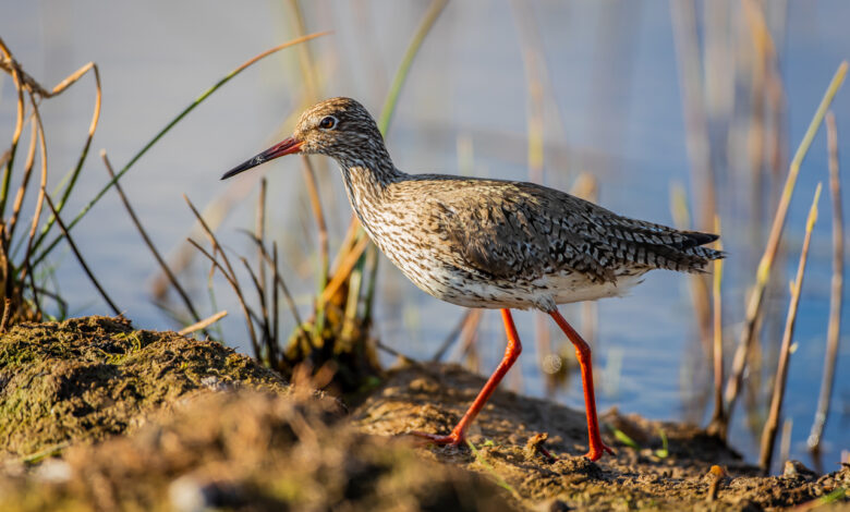 Беларусь создаст тысячи новых