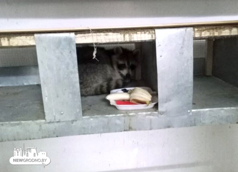 Найденный в контейнере