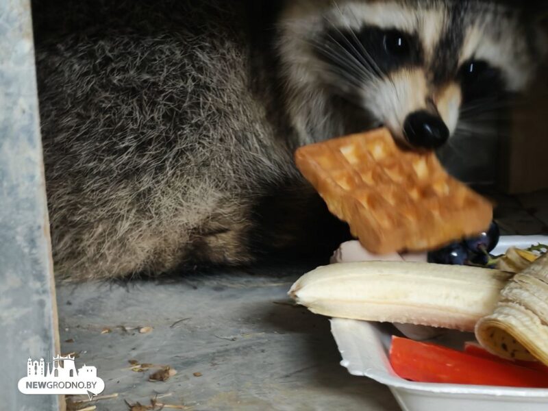 Найденный в контейнере