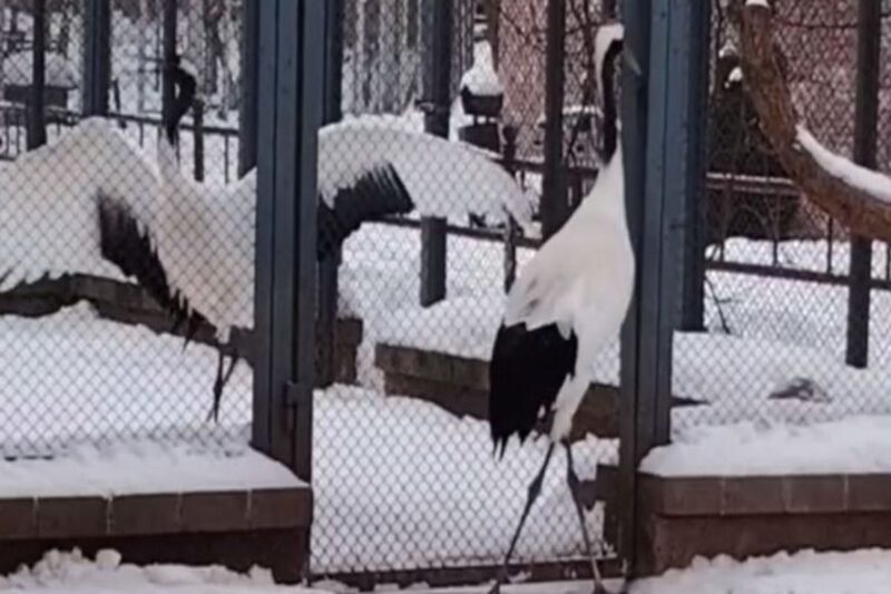 в Гродненском зоопарке