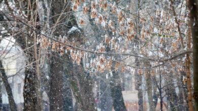 Какую погоду принесёт Беларуси