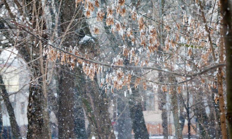 Какую погоду принесёт Беларуси