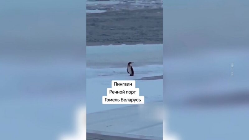 Пингвин в Гомеле? 