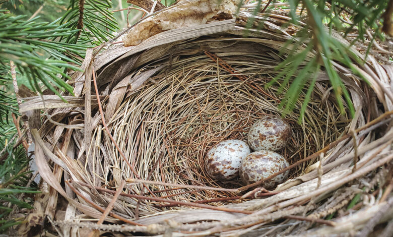 В Беларуси ввели запрет