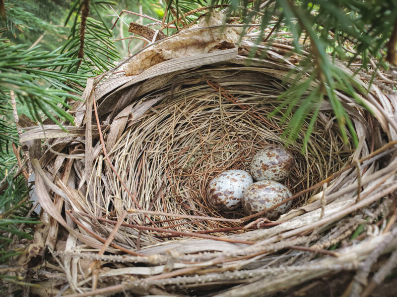 В Беларуси ввели запрет