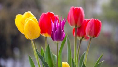 В Гродно открылись предзаказы цветов