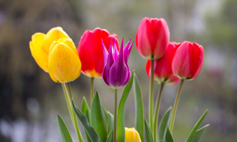 В Гродно открылись предзаказы цветов