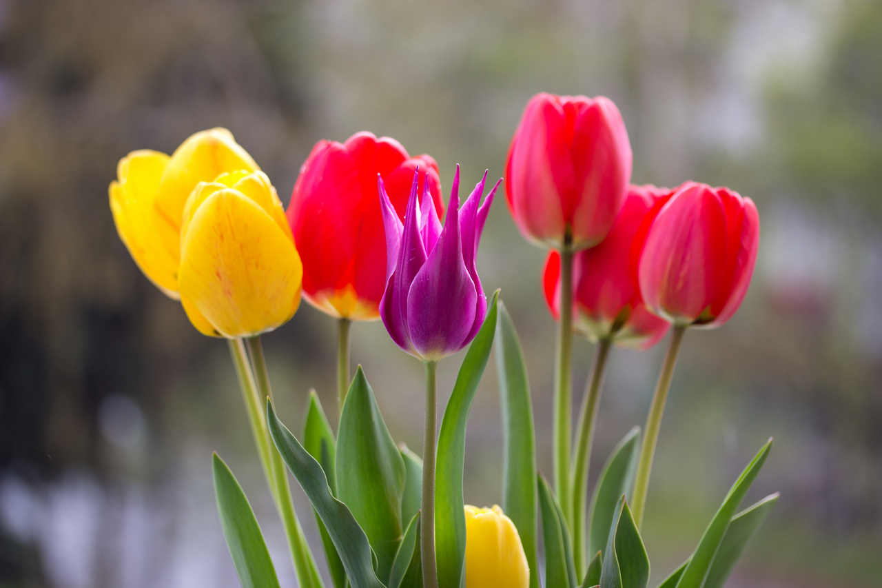 В Гродно открылись предзаказы цветов
