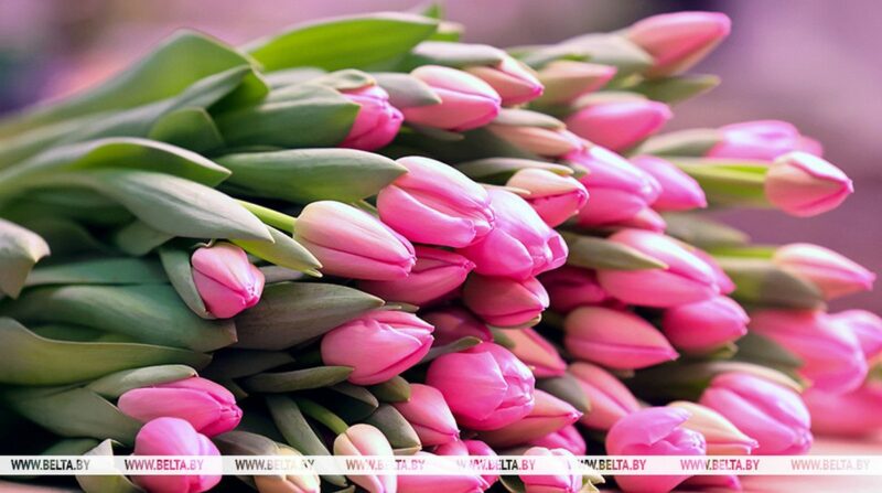 как растут главные цветы