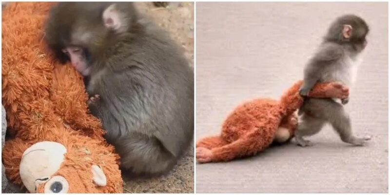 Обезьяна-сирота приняла игрушку