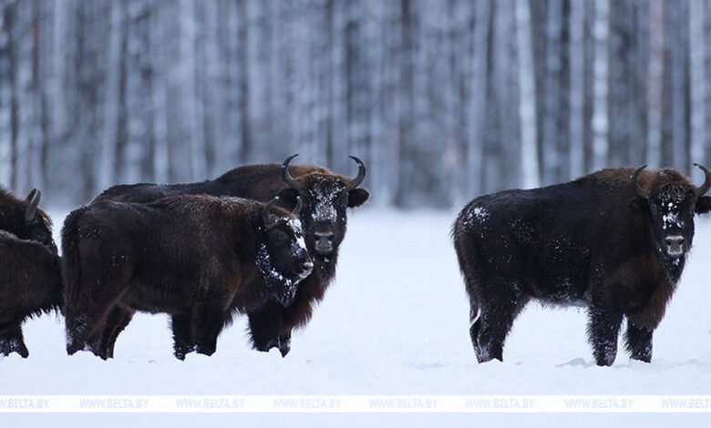 Как в Гродненском районе