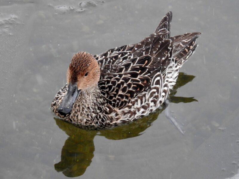 Какие птицы остались