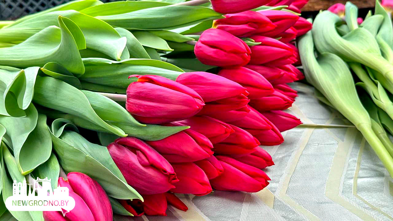 Как гродненцы выращивают цветы