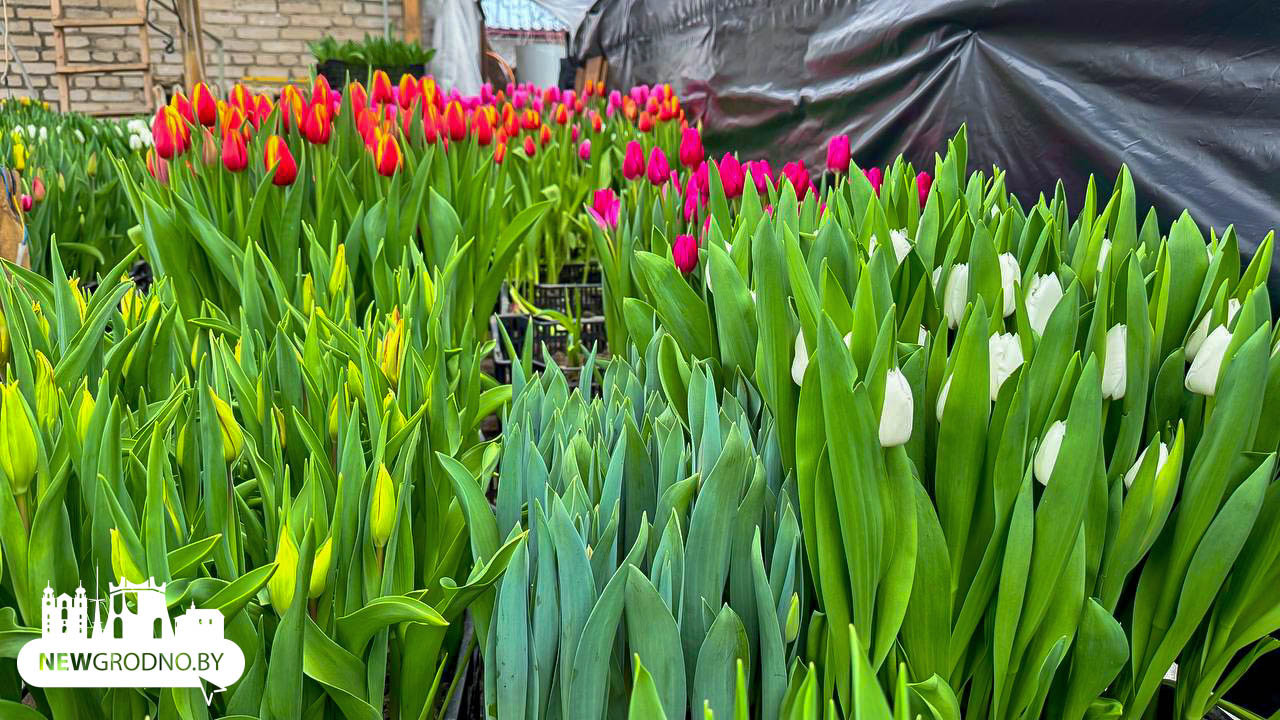 Как гродненцы выращивают цветы