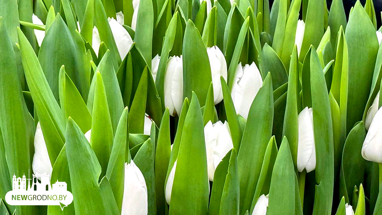 Как гродненцы выращивают цветы