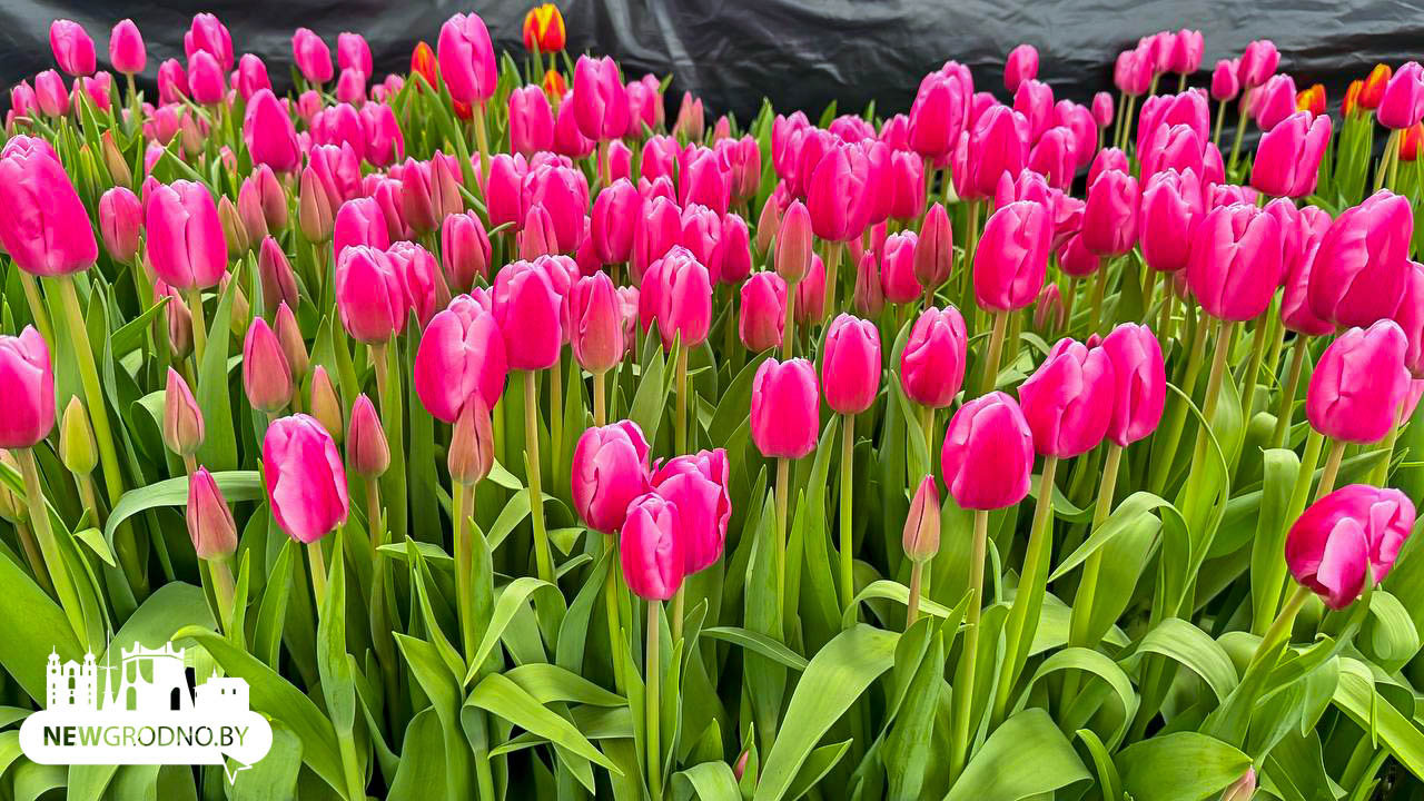 Как гродненцы выращивают цветы