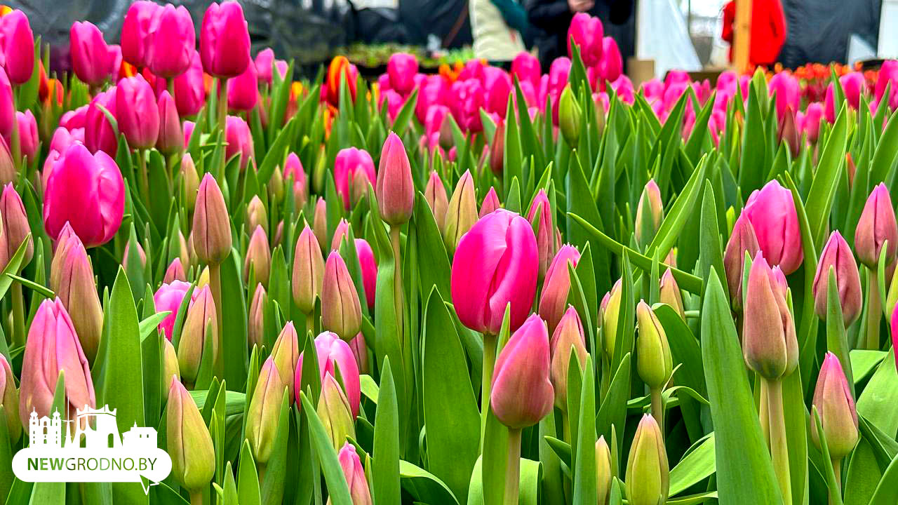 Как гродненцы выращивают цветы