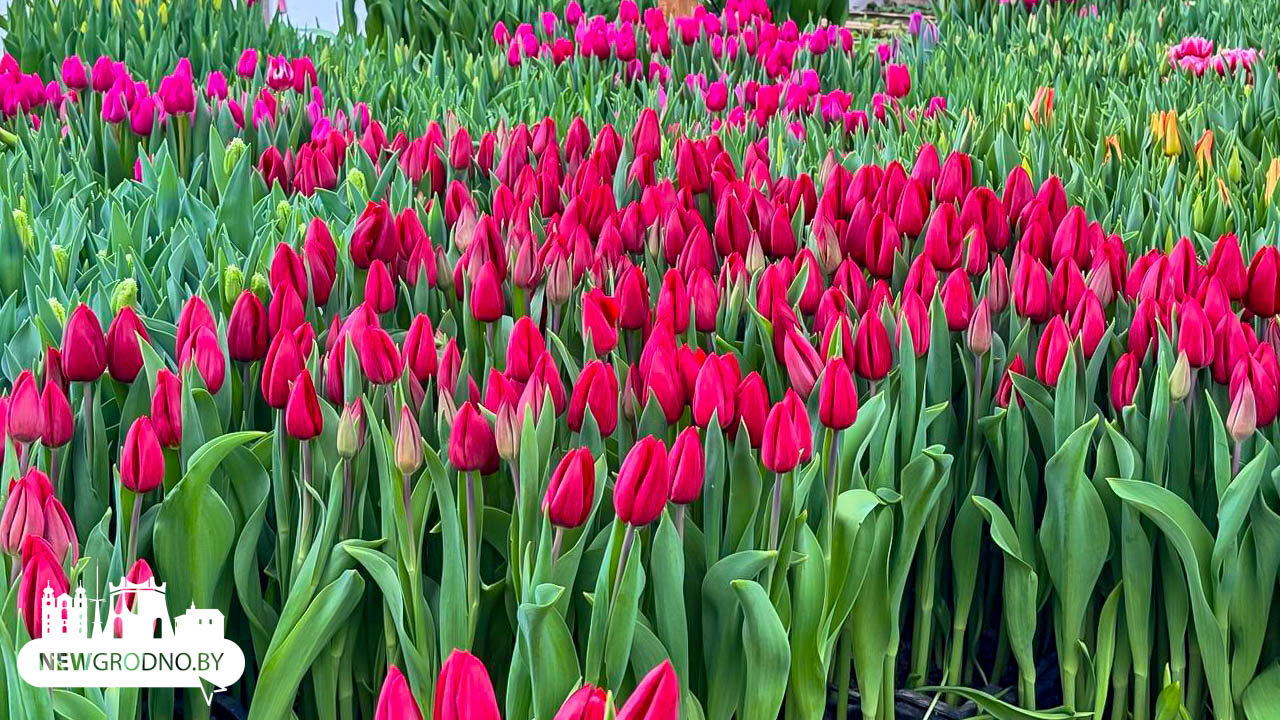 Как гродненцы выращивают цветы