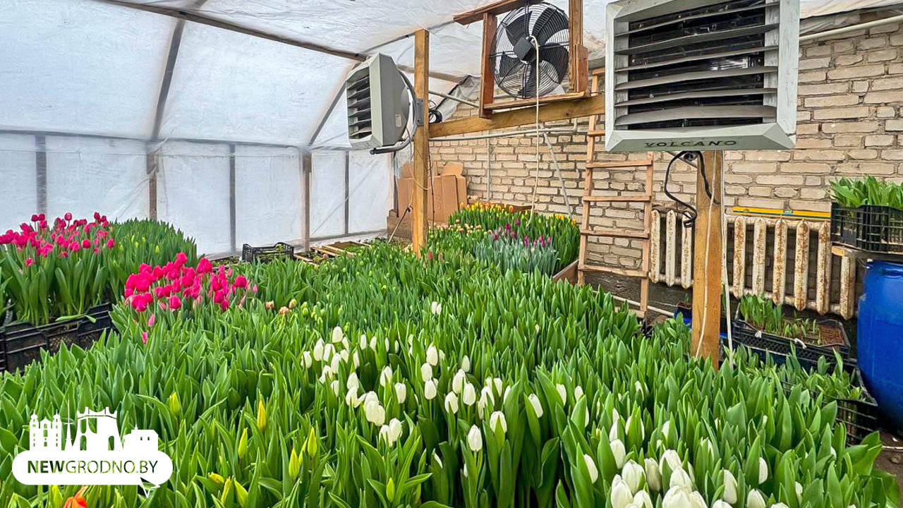 Как гродненцы выращивают цветы