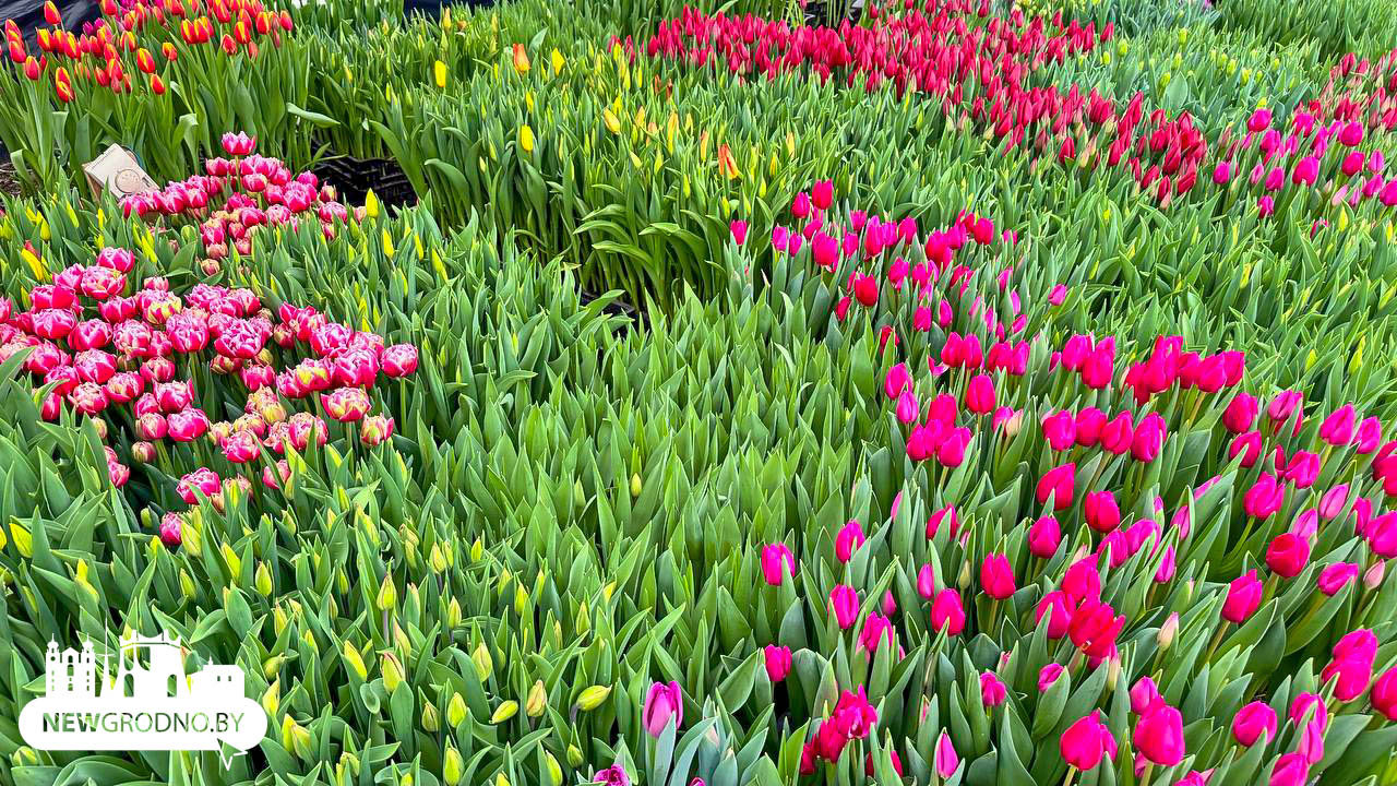Как гродненцы выращивают цветы