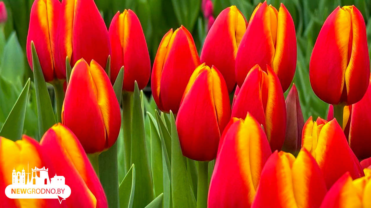 Как гродненцы выращивают цветы