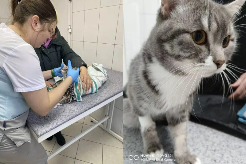 история кота