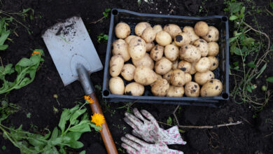 Картошка уже в июне?