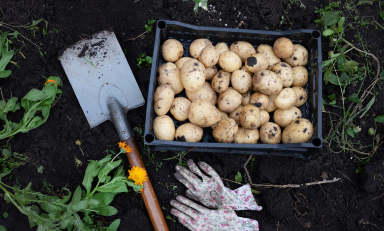 Картошка уже в июне?