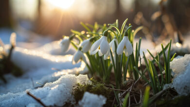 Пальто или пуховик?