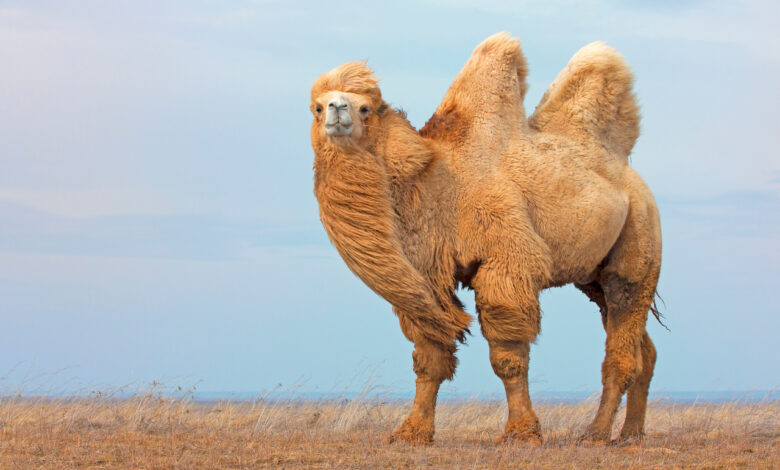 20 верблюдов выгнали с конкурса красоты за ботокс