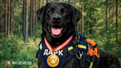 Дарк – народный победитель