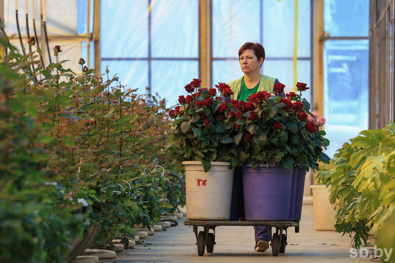 Розы с характером:
