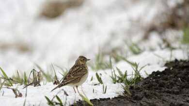 В Беларусь вернулись полевые
