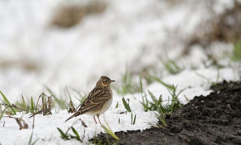 В Беларусь вернулись полевые