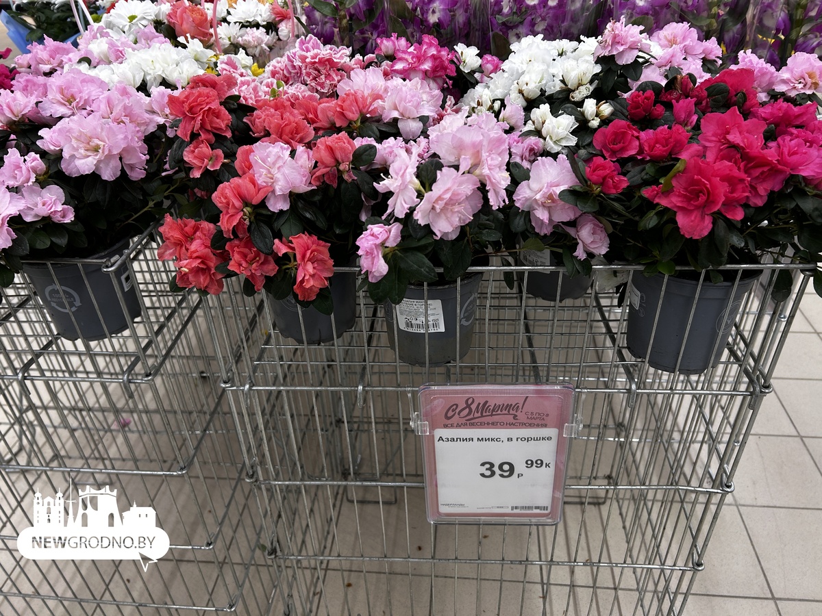 Цены на цветы в магазинах Гродно