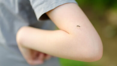 Ждать ли весной нашествия комаров