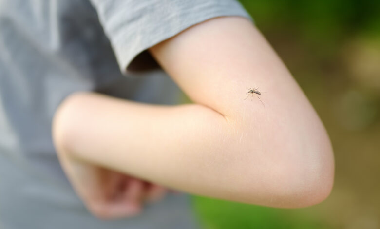 Ждать ли весной нашествия комаров