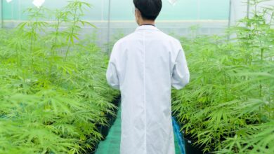 Житель Берестовицы растил в теплице марихуану