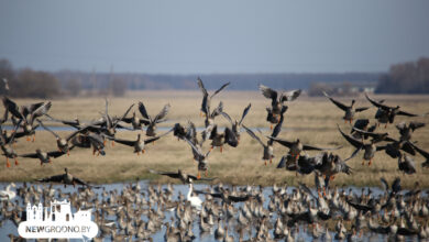 Тысячи гусей заметили на разливах под Гродно