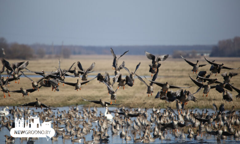 Тысячи гусей заметили на разливах под Гродно