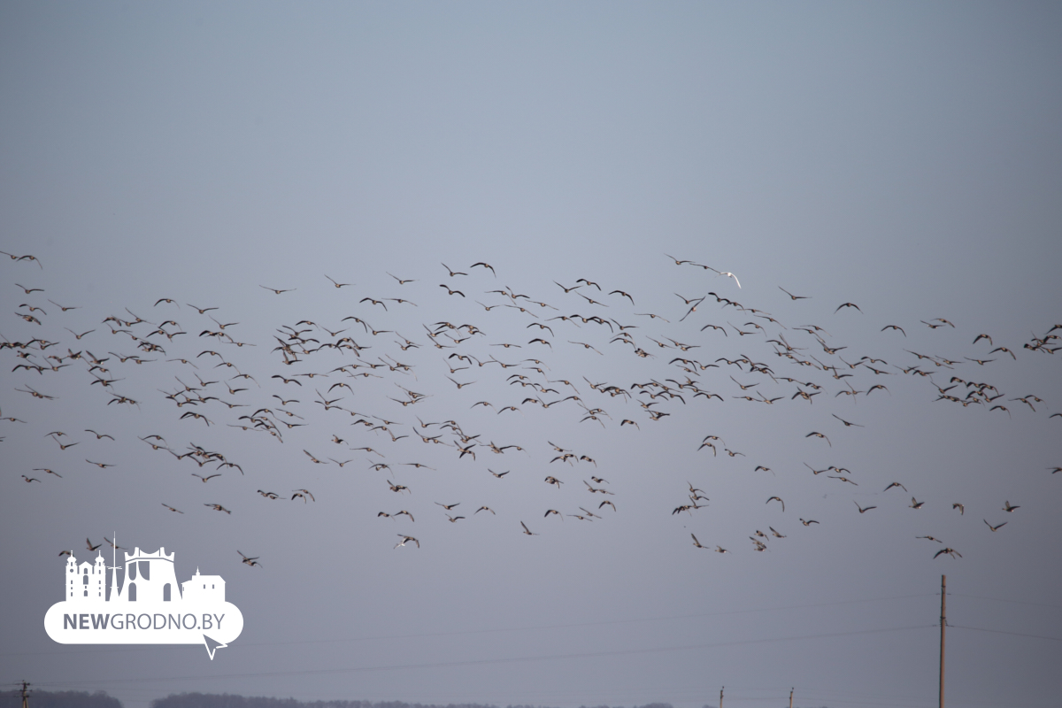 Тысячи гусей заметили на разливах под Гродно
