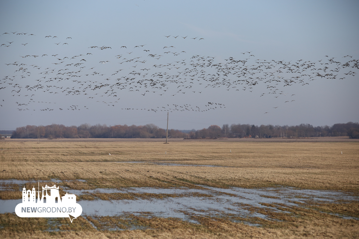 Тысячи гусей заметили на разливах под Гродно