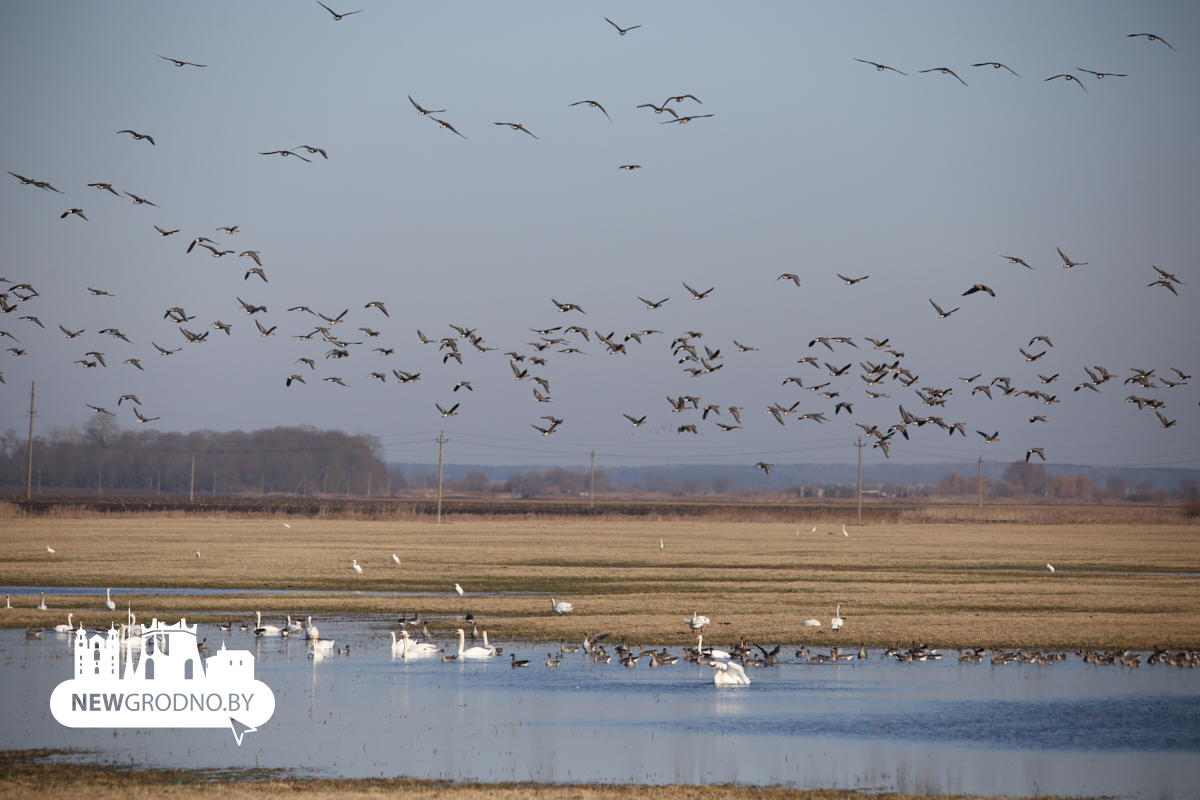 Тысячи гусей заметили на разливах под Гродно