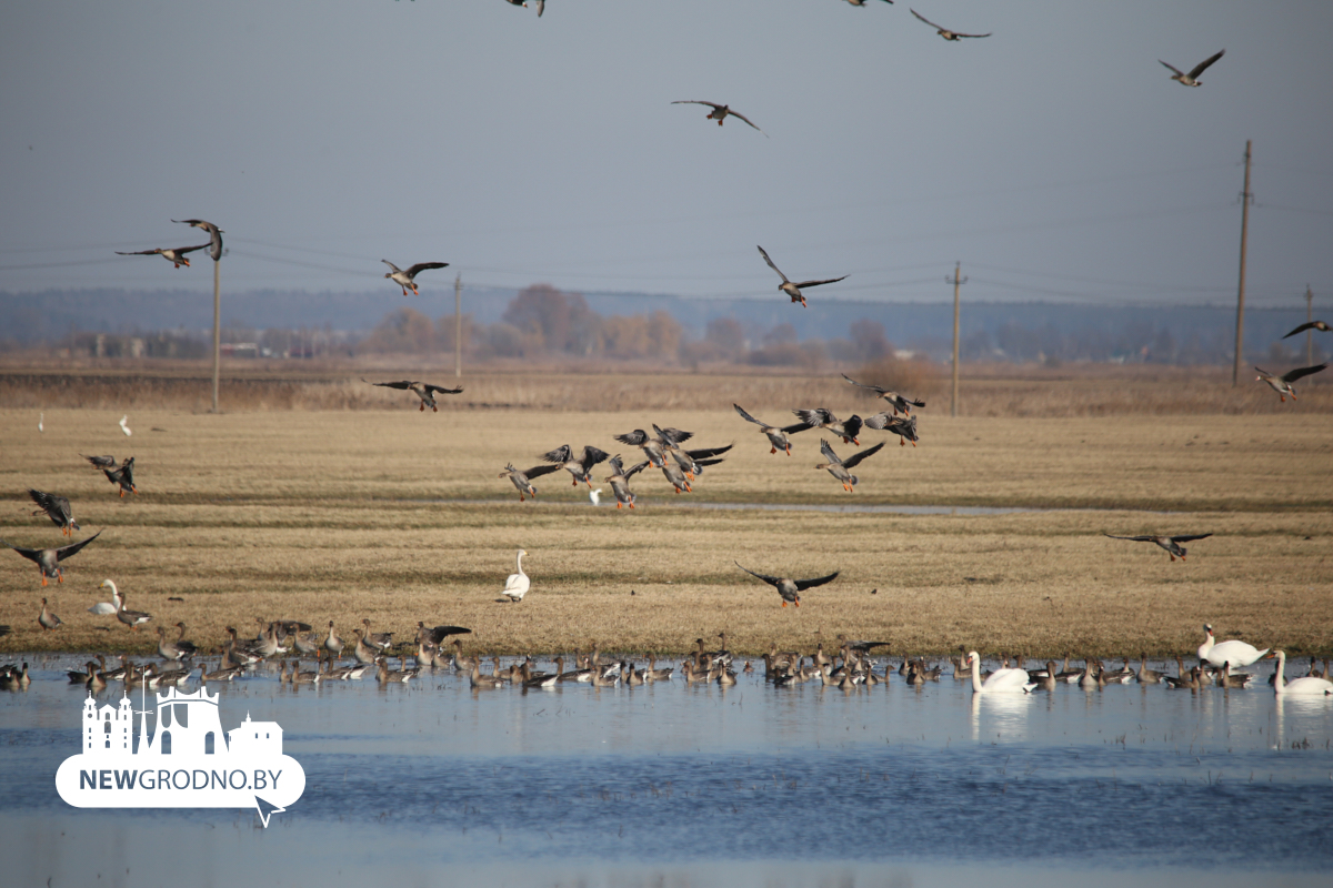 Тысячи гусей заметили на разливах под Гродно