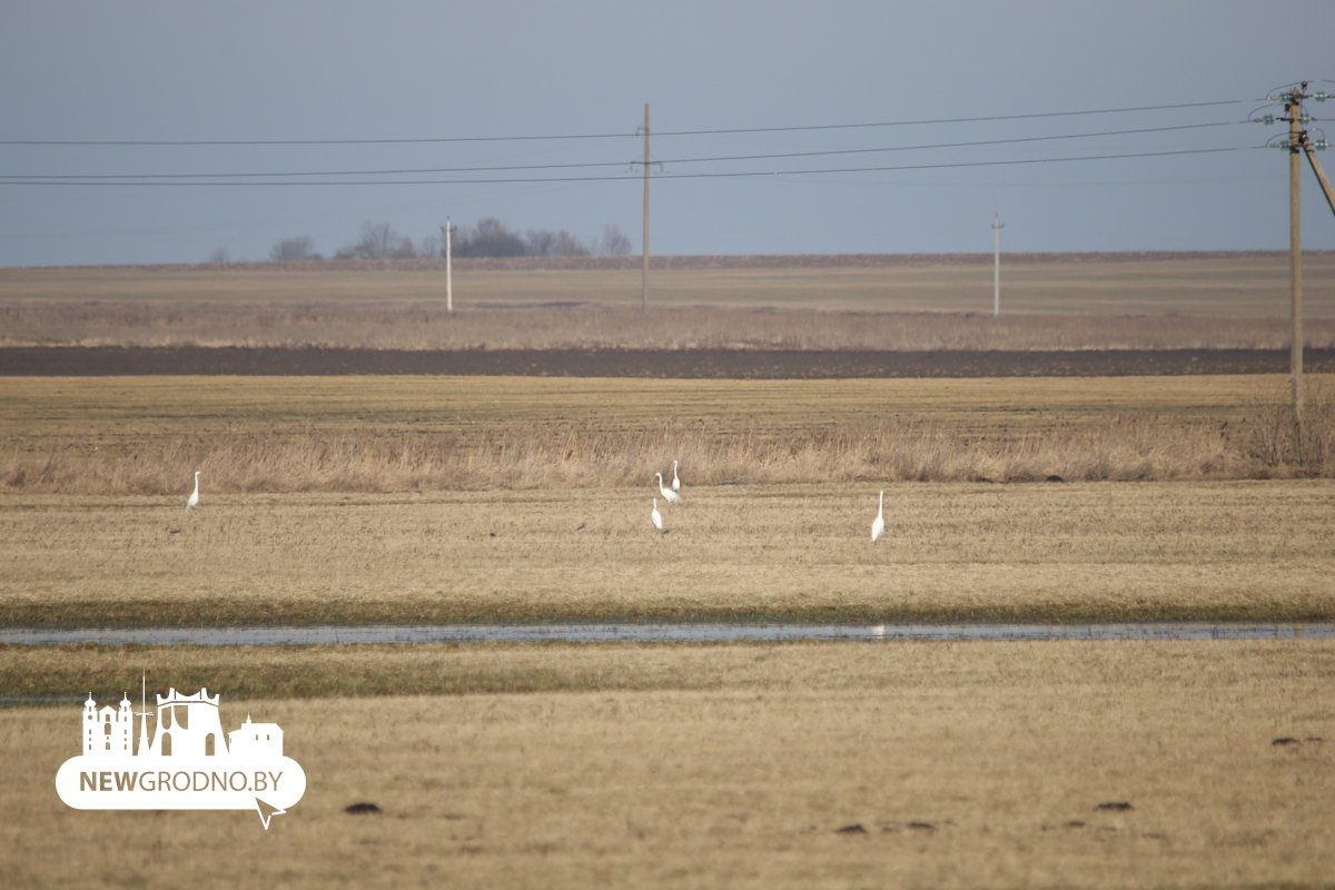 Тысячи гусей заметили на разливах под Гродно