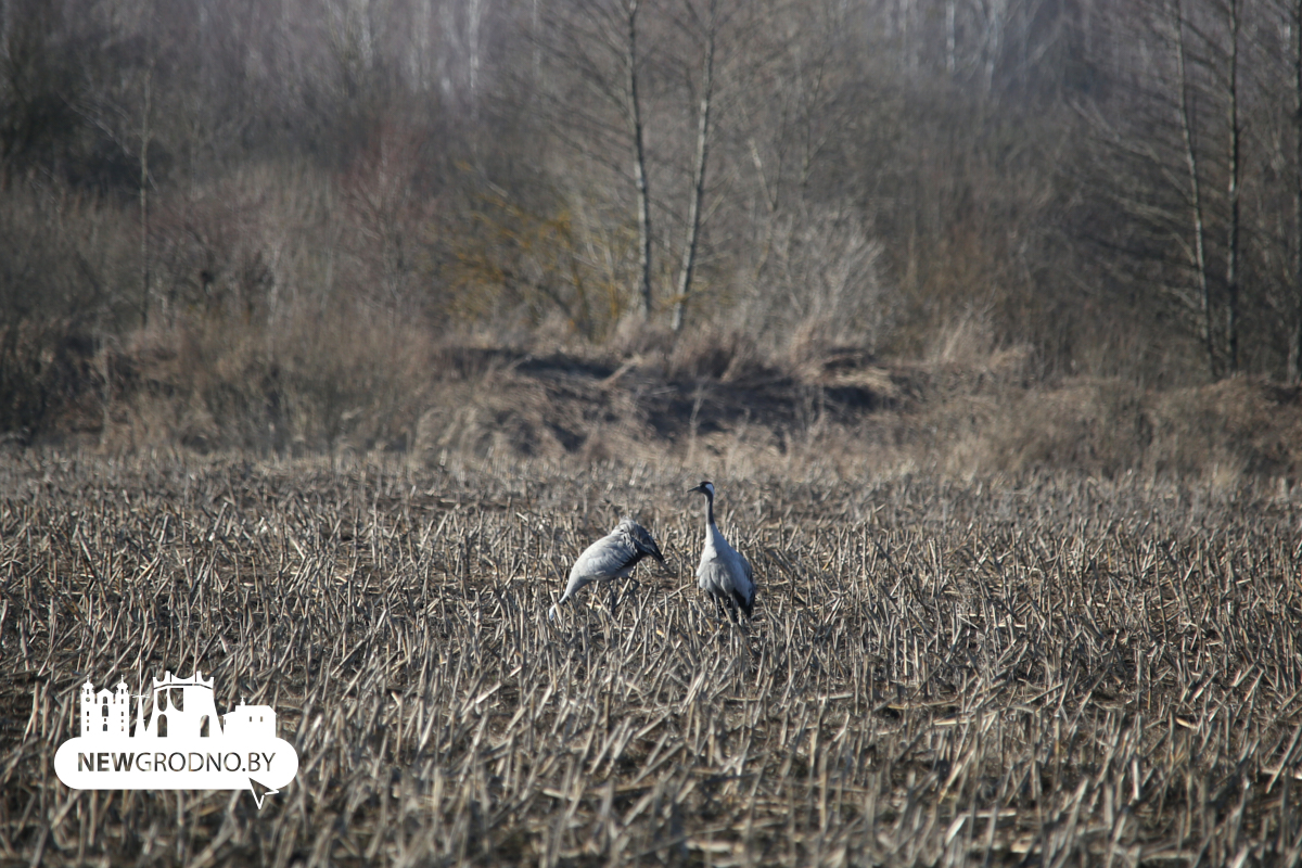 Тысячи гусей заметили на разливах под Гродно