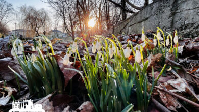 В центре Гродно нашли поляну подснежников