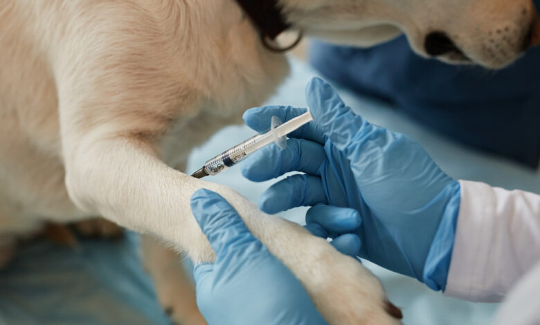 В Гродно домашних животных привьют от бешенства