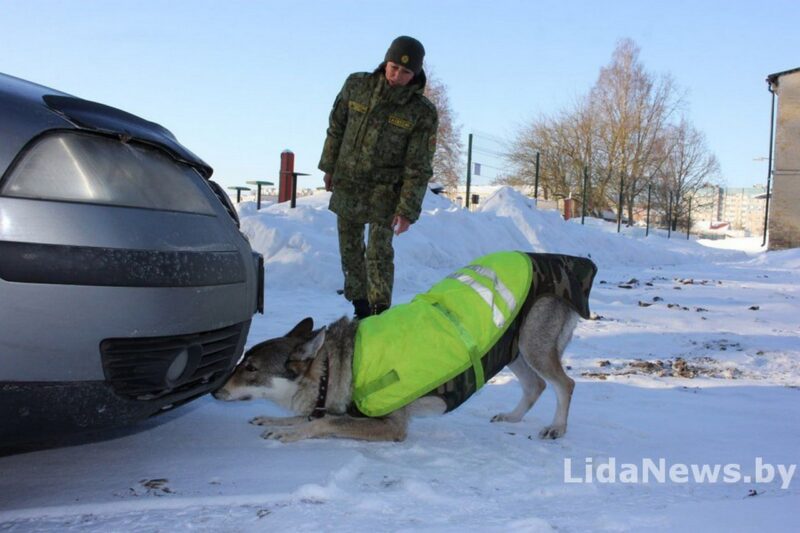 Волчица на границе: история